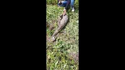 Rock python swallows goat, rescued amid fear of attack by locals