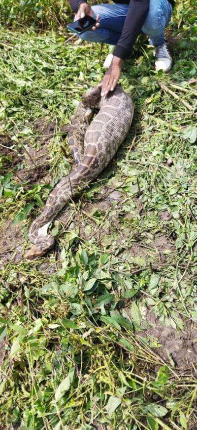 Rock python swallows goat, rescued amid fear of attack by locals