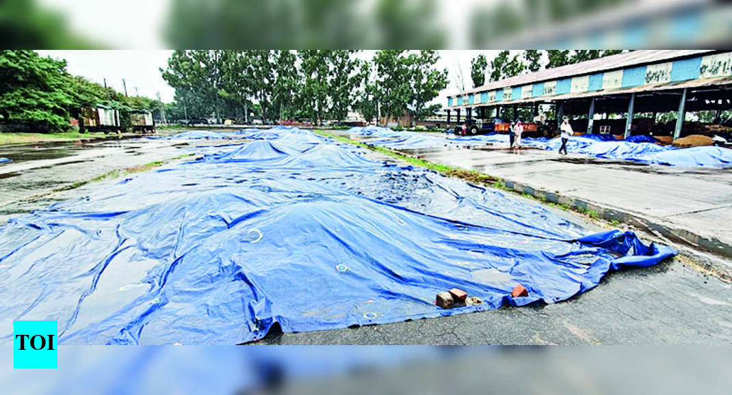 Miseries Rain For 4th Day, Farmers In North Haryana Fear Heavy Crop ...