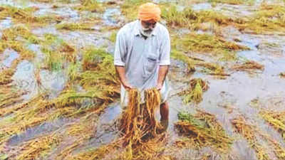 UP: Overnight rain floods parts of Pilibhit district