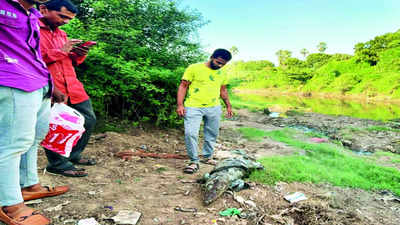 Gujarat: Six-foot-long crocodile found dead in Vishwamitri