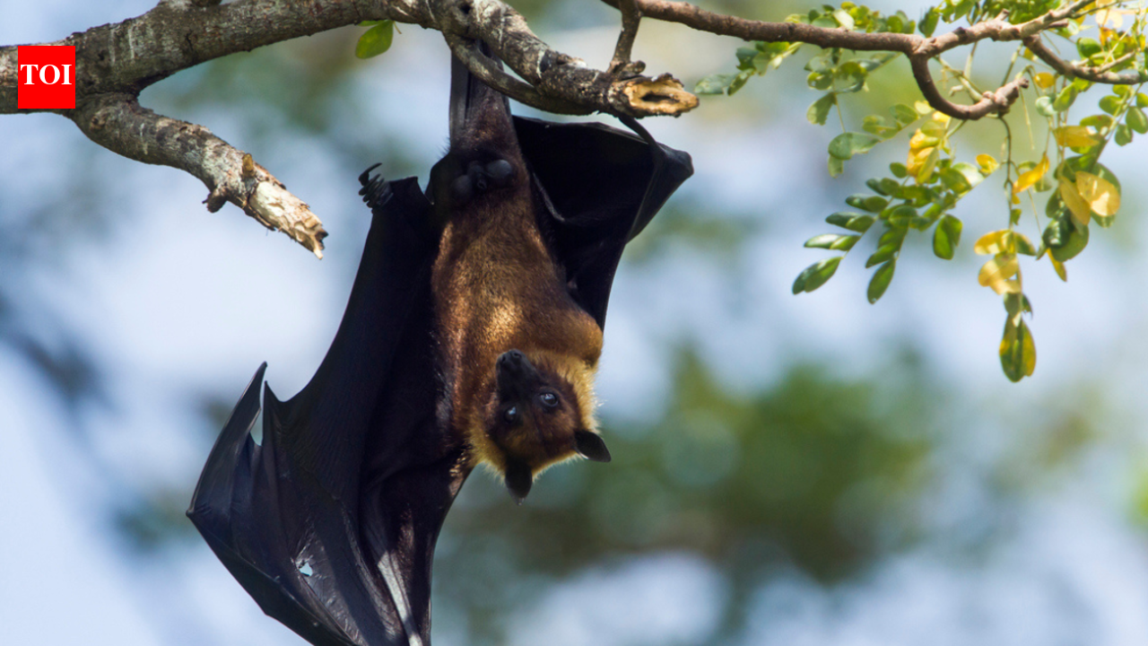 COVID-like virus, Khosta 2, found in Russian bats; scientists say ...