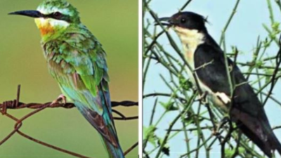 Abundant rainfall makes Jaisalmer haven for birdwatchers