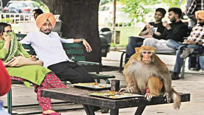 In Chandigarh’s north, monkey terror hits homes, parks