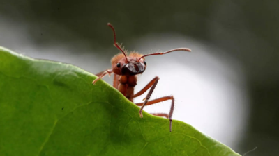 Earth harbours 20,000,000,000,000,000 ants - and they weigh more than wild birds and mammals combined