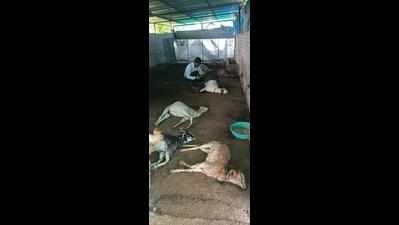 Leopard kills 12 goats in Dorli, 17km from city