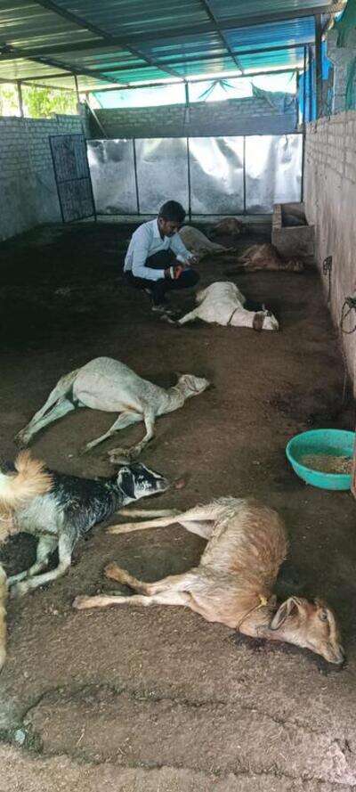 Leopard kills 12 goats in Dorli, 17km from city
