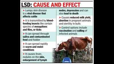 Eight cattle in Goa positive for lumpy skin disease