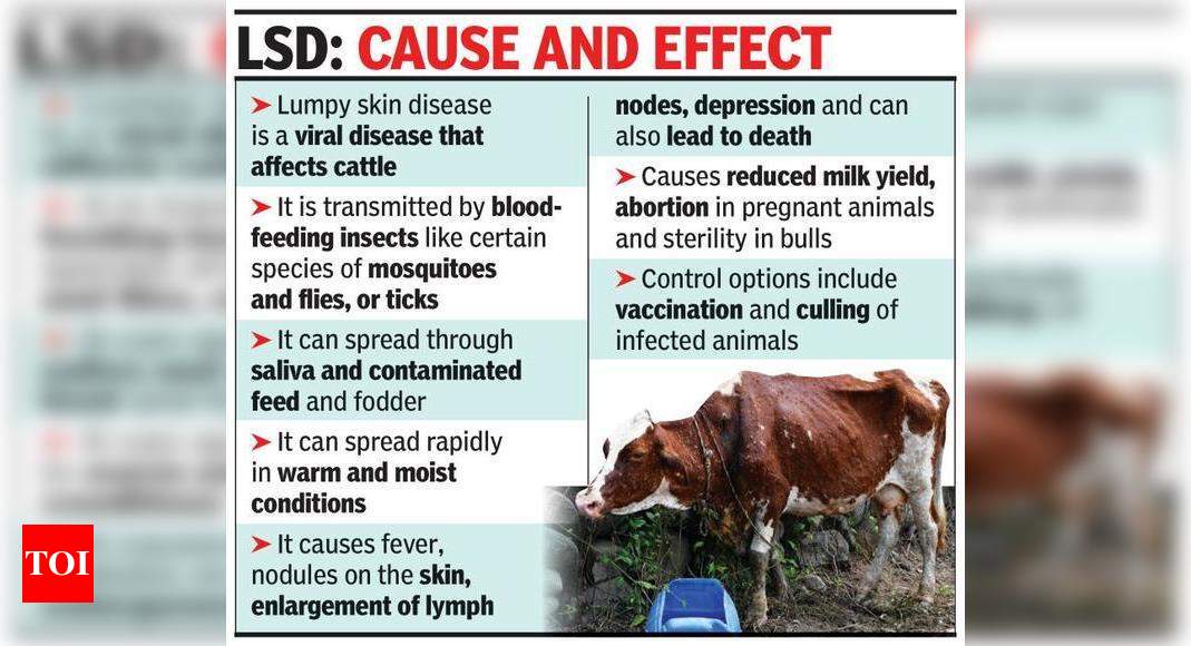 Eight cattle in Goa positive for lumpy skin disease | Goa News - Times of  India