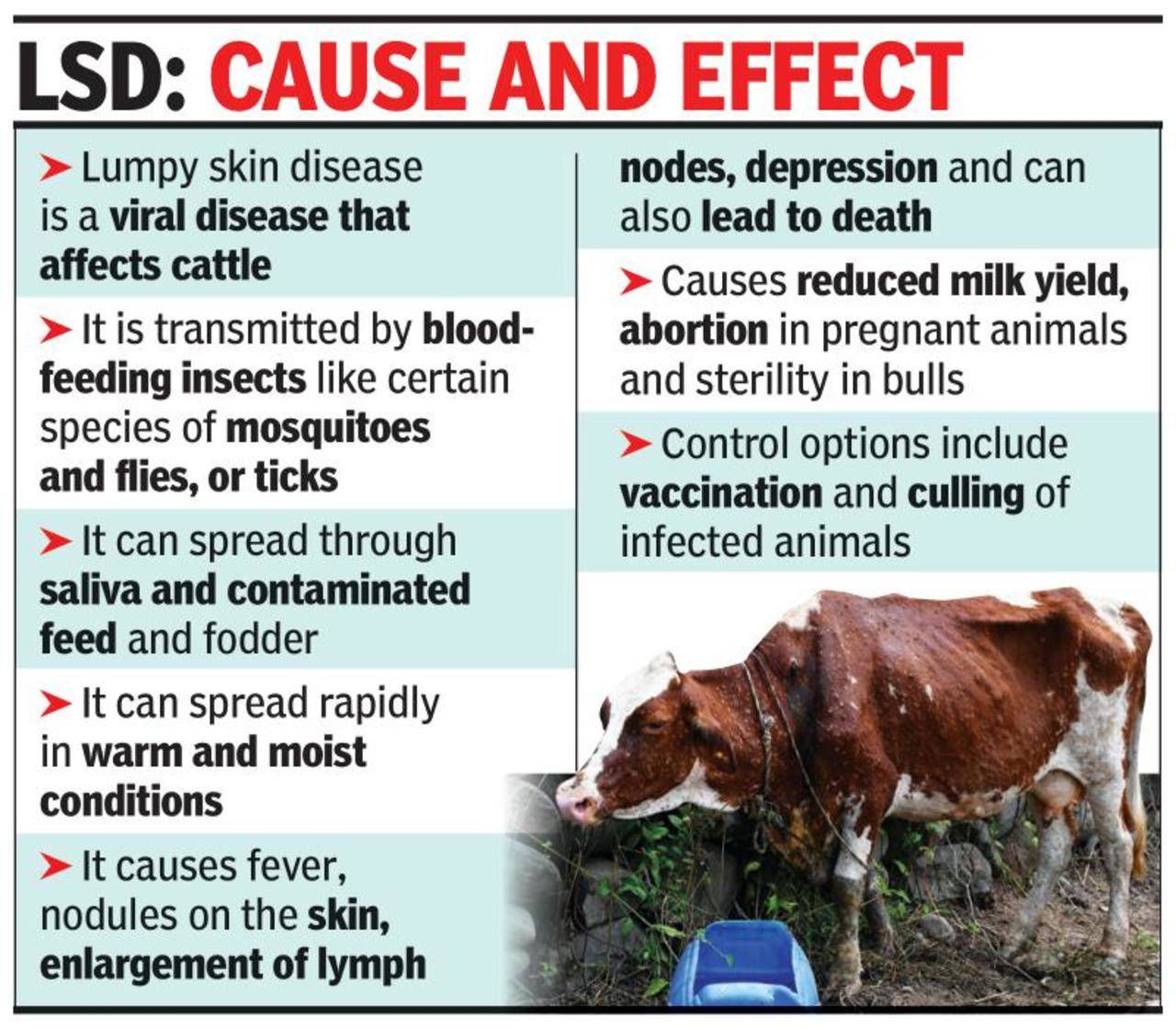 Eight cattle in Goa positive for lumpy skin disease | Goa News - Times of  India