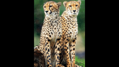 Wild wild best: Kuno's success may bring cheetahs back to Gujarat