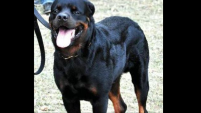 Ban in Kanpur on rearing, selling of Pitbull, Rottweiler