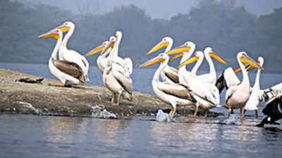 UP: Soor Sarovar bird sanctuary area to be expanded to 800 hectares