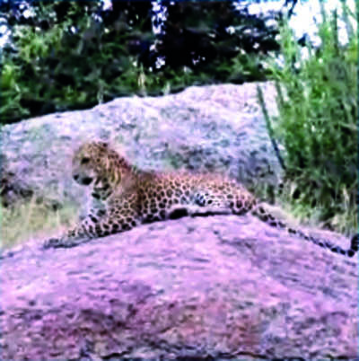Rajasthan: Gypsy driver throws stone at leopard for ‘action shot’