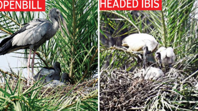 Fewer resident bird species breeding at Surajpur this monsoon