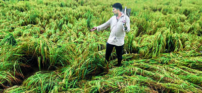 Pb to assess crop loss due to rains in 5 dists