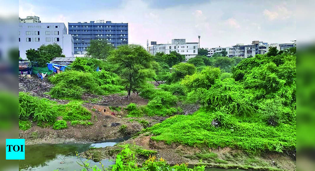 Leopard: Leopard Sighting Claimed In River’s Ravine | Vadodara News ...