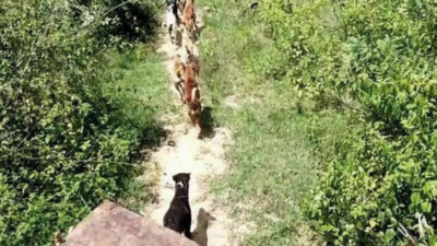 Karnataka: Haliyal Town Municipal Council leaves 100 strays in forest, faces residents' ire