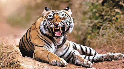 Telangana: Tiger keeps hamlets on edge in Adilabad