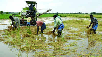 Tamil Nadu: Heavy rain inundates hundreds of acres of paddy