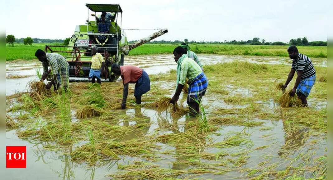 Heavy Rain Inundates Hundreds Of Acres Of Paddy | Trichy News - Times ...