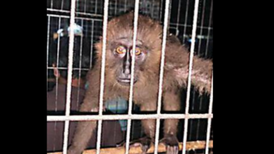 Can't ask govt to act against owners of undeclared exotic pets: Tripura HC