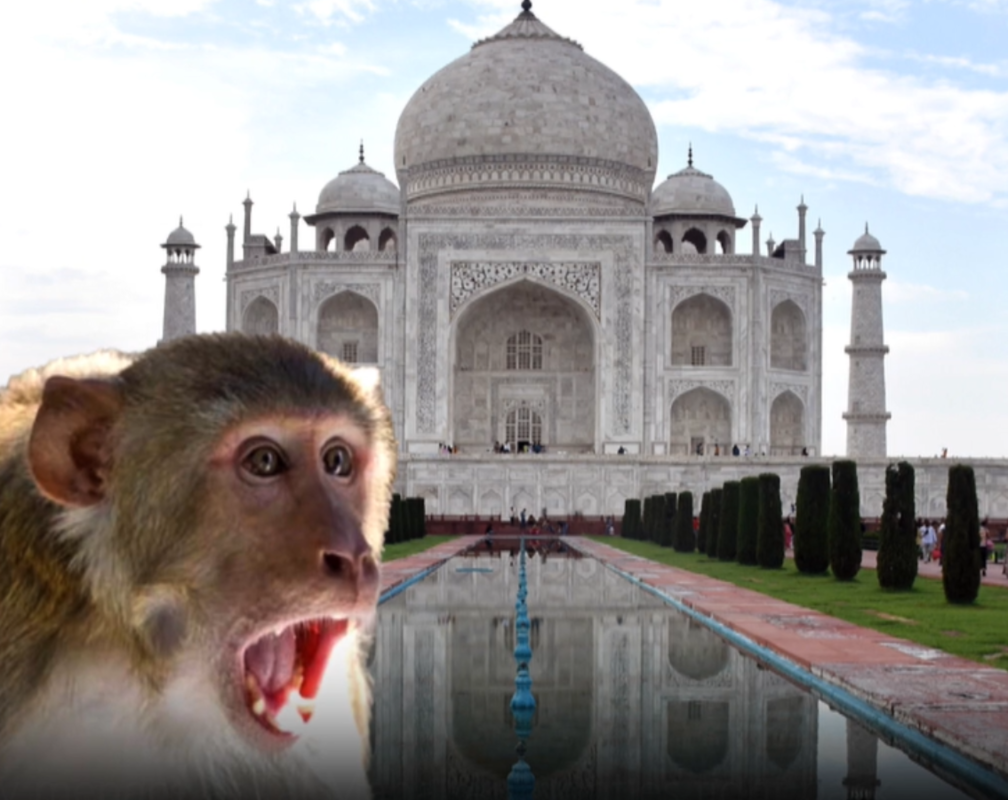
Monkey menace at Taj Mahal Authorities fight back
