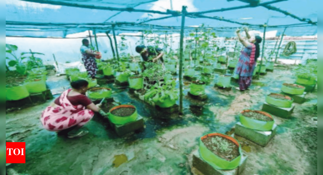 Perumbakkam Woman power to the fore Chennai News Times of India