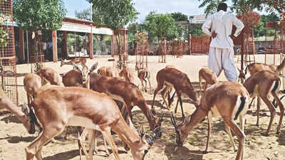 Unknown Disease Claims Over 25 Chinkaras At Rescue Centre | Jaipur News -  Times of India