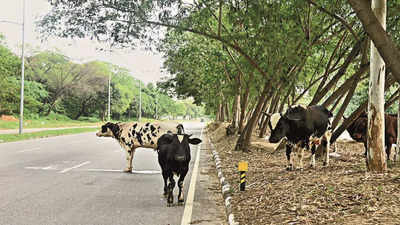 Chandigarh: Cattle waste treatment plants at gaushalas soon
