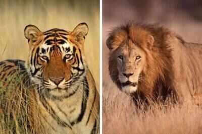 Maha signs agreement with Guj to exchange pair of lions for tigers