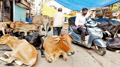 Shelters full, Ahmedabad Municipal Corporation's drive against stray cattle slows