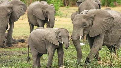 Female jumbo tramples two to death in Cuttack