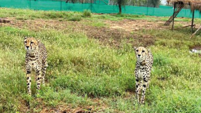 Kuno National Park: 'Cheetahs are more adapted to their new habitat now'