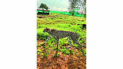 ‘Cheetahs are more adapted to their new habitat now’