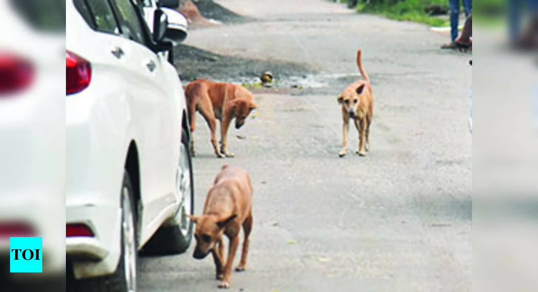 Intensive anti-rabies vax drive launched in district