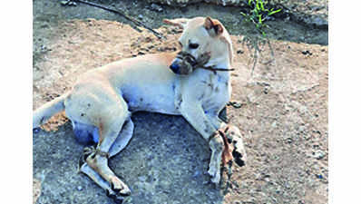 Odisha: Appeal to police on animal cruelty