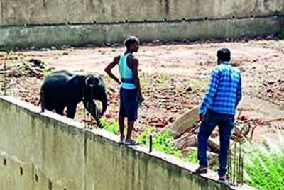 Elephant tramples couple to death near Cuttack