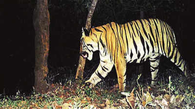 8 tigers caught on camera using Kolhapur corridor