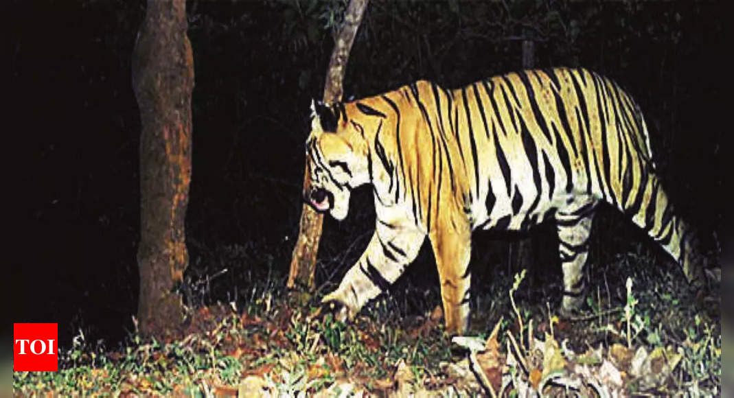 Kolhapur: 8 Tigers Caught On Camera Using Kolhapur Corridor