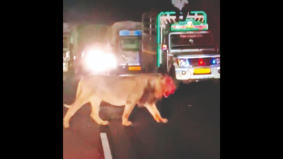 Rajkot: Lion camping in village near Gondal for 5 days