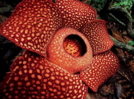 The world's largest flower that smells like decaying flesh