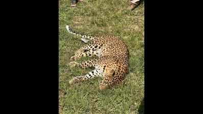 Maharashtra: Another female leopard knocked dead on NH-7