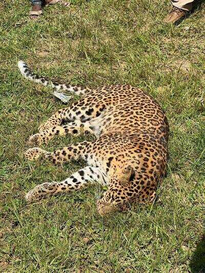 Maharashtra: Another female leopard knocked dead on NH-7