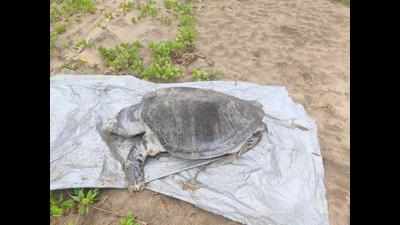 Turtle carcass found on Agonda beach