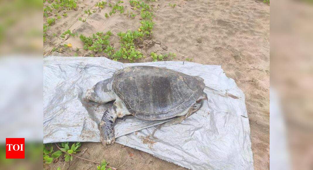 Turtle carcass found on Agonda beach | Goa News - Times of India
