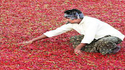Telangana: Chapata chilli sells for jaw-dropping Rs 900 per kg