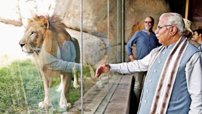 Big cats in Aravali forests? 'Zoo safari' plan takes shape