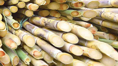 UP govt increases subsidy on sugarcane crop protection