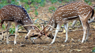 Prayagraj: Chandra Shekhar Azad Park to have 15 deers before 2025